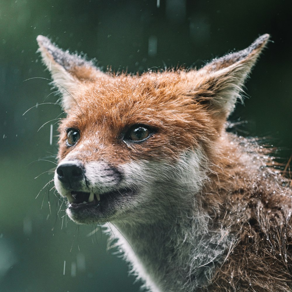 brown and white fox in close up photography