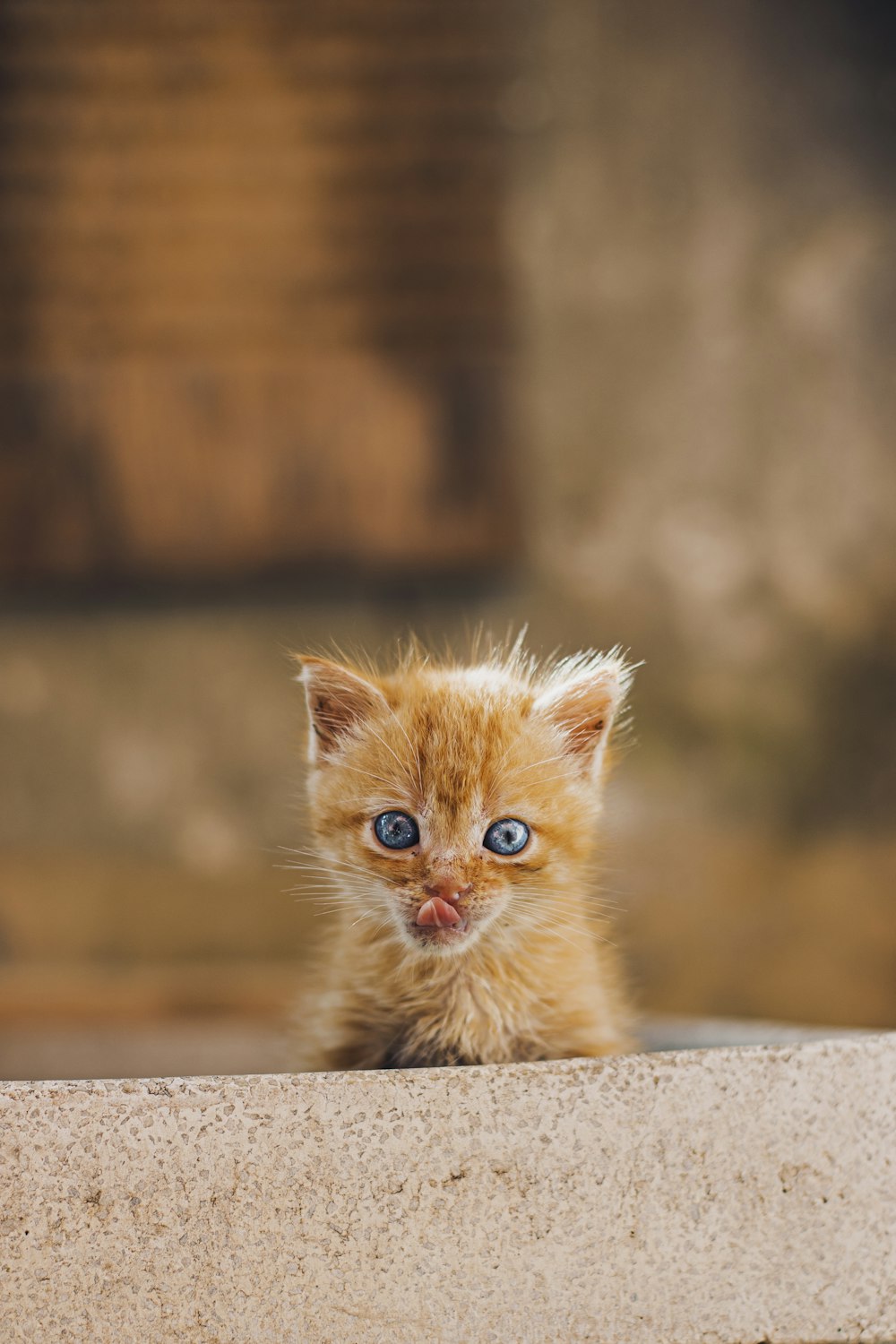 灰色のコンクリートの床にオレンジ色のぶちの子猫