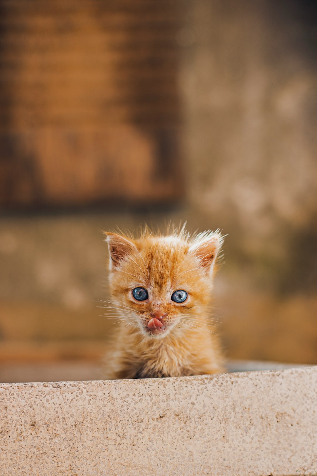 orange tabby kitten on gray concrete floor