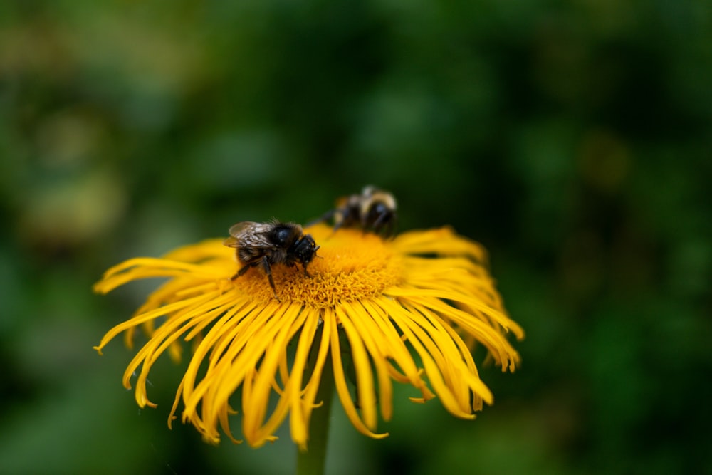 black and yellow bee on yellow flower