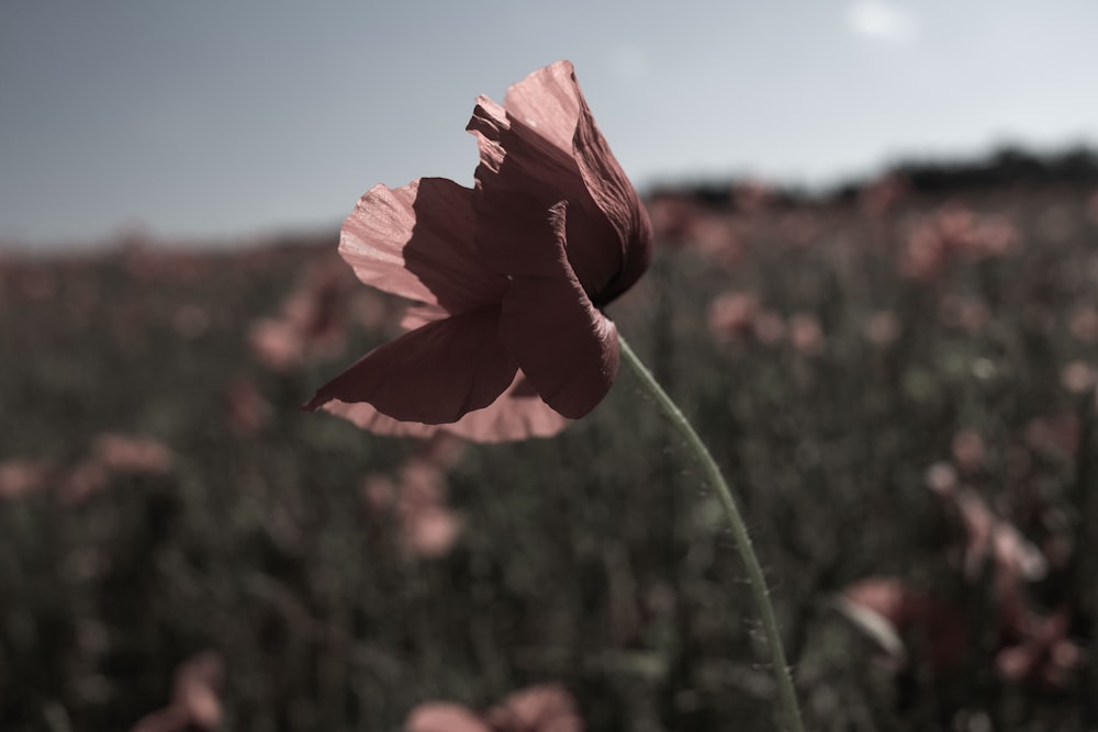 red poppy in bloom during daytime