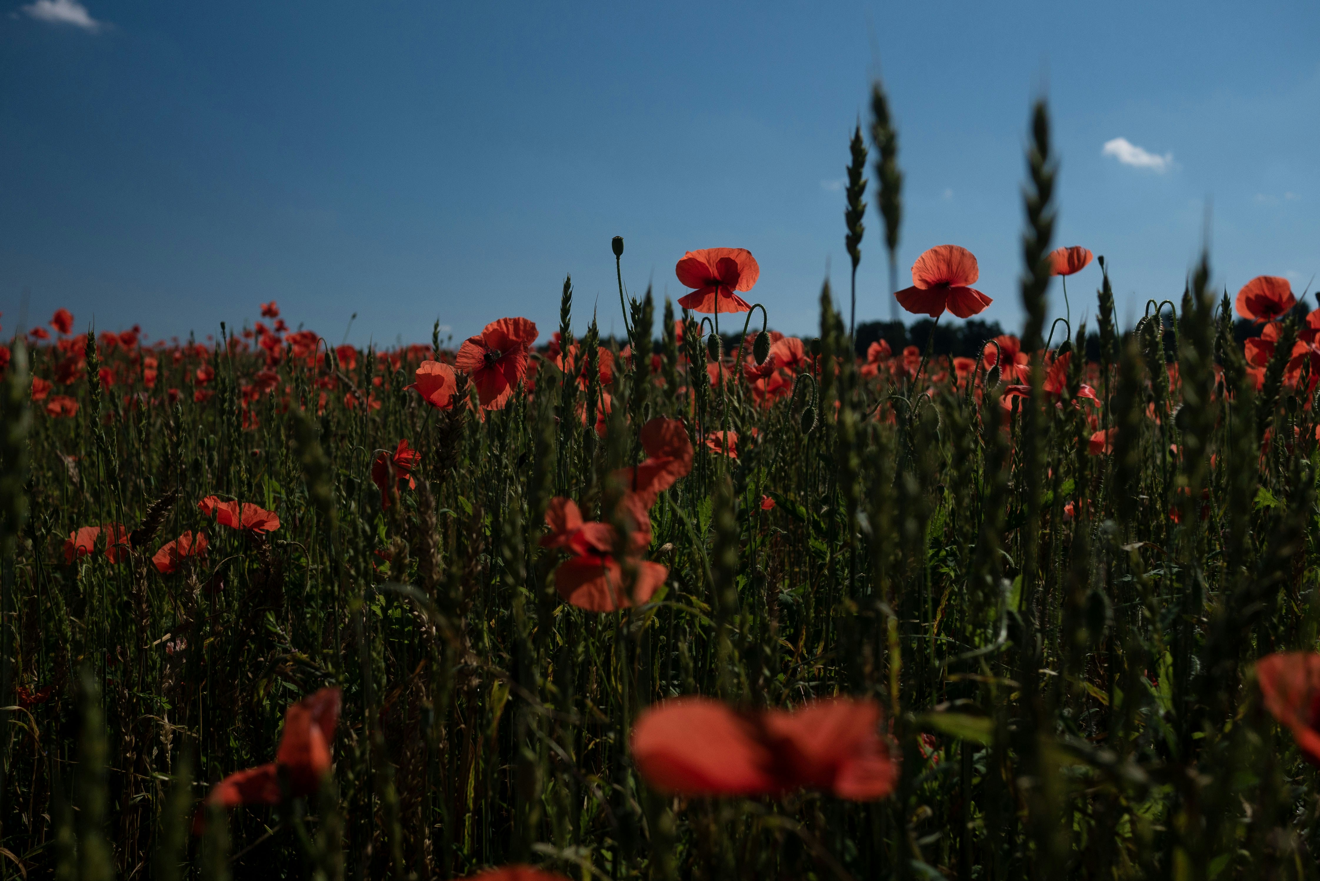 fleurs rouges sous le ciel bleu pendant la journée