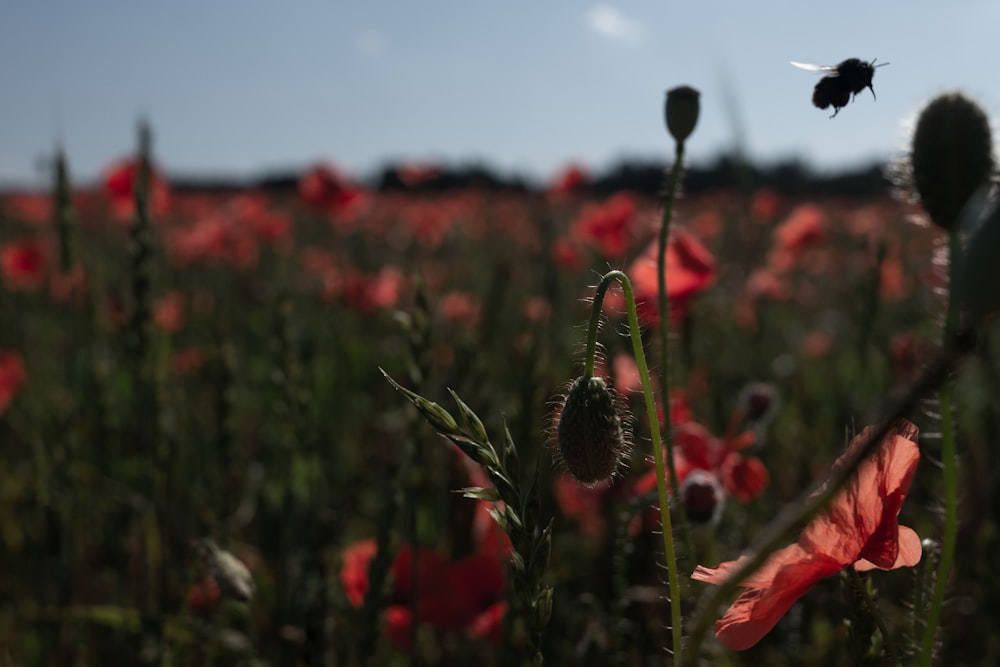 red flower field during daytime