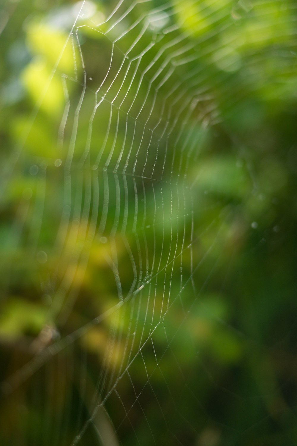 spider web in close up photography