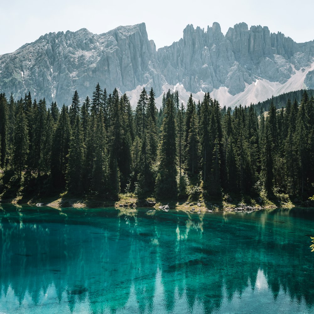 Pini verdi vicino al lago blu