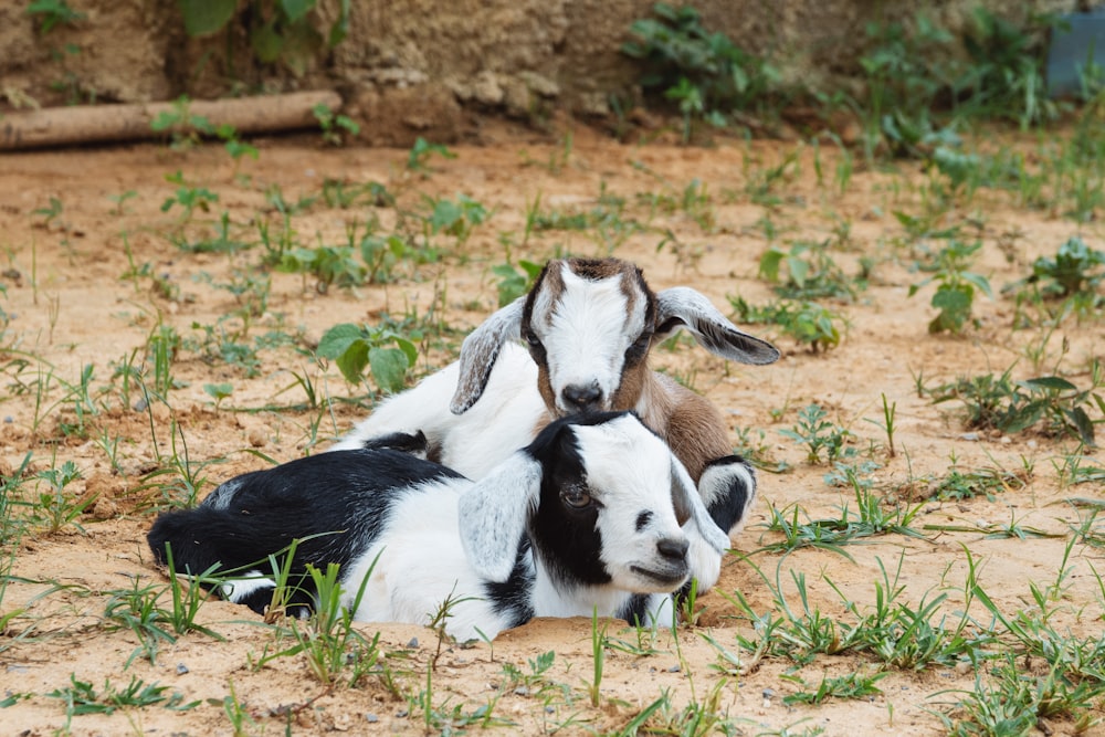 baby goat hd wallpapers