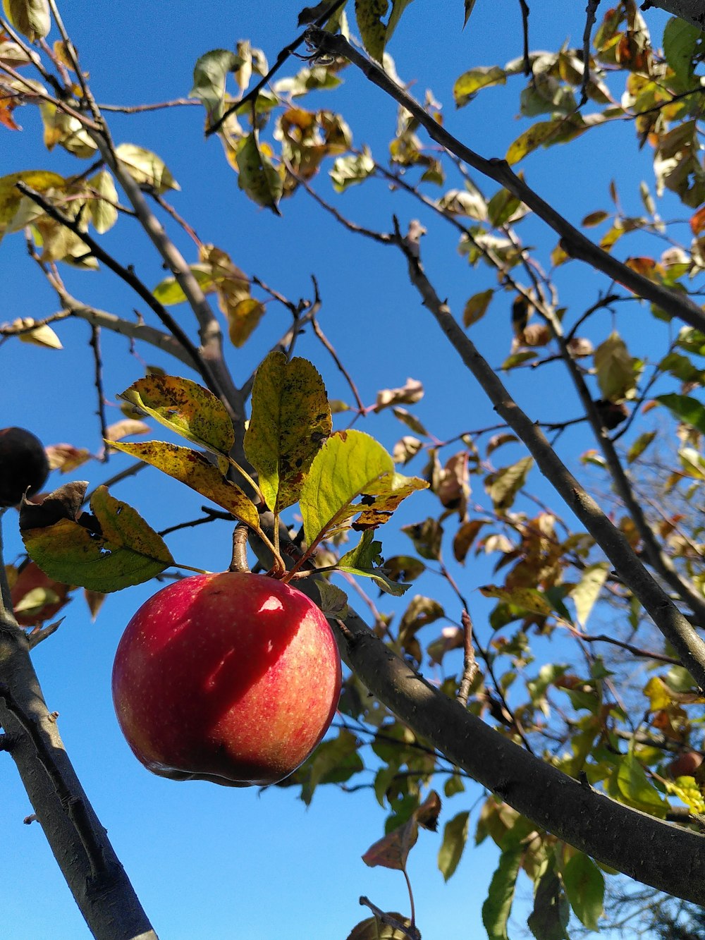 pomme rouge sur une branche d’arbre pendant la journée