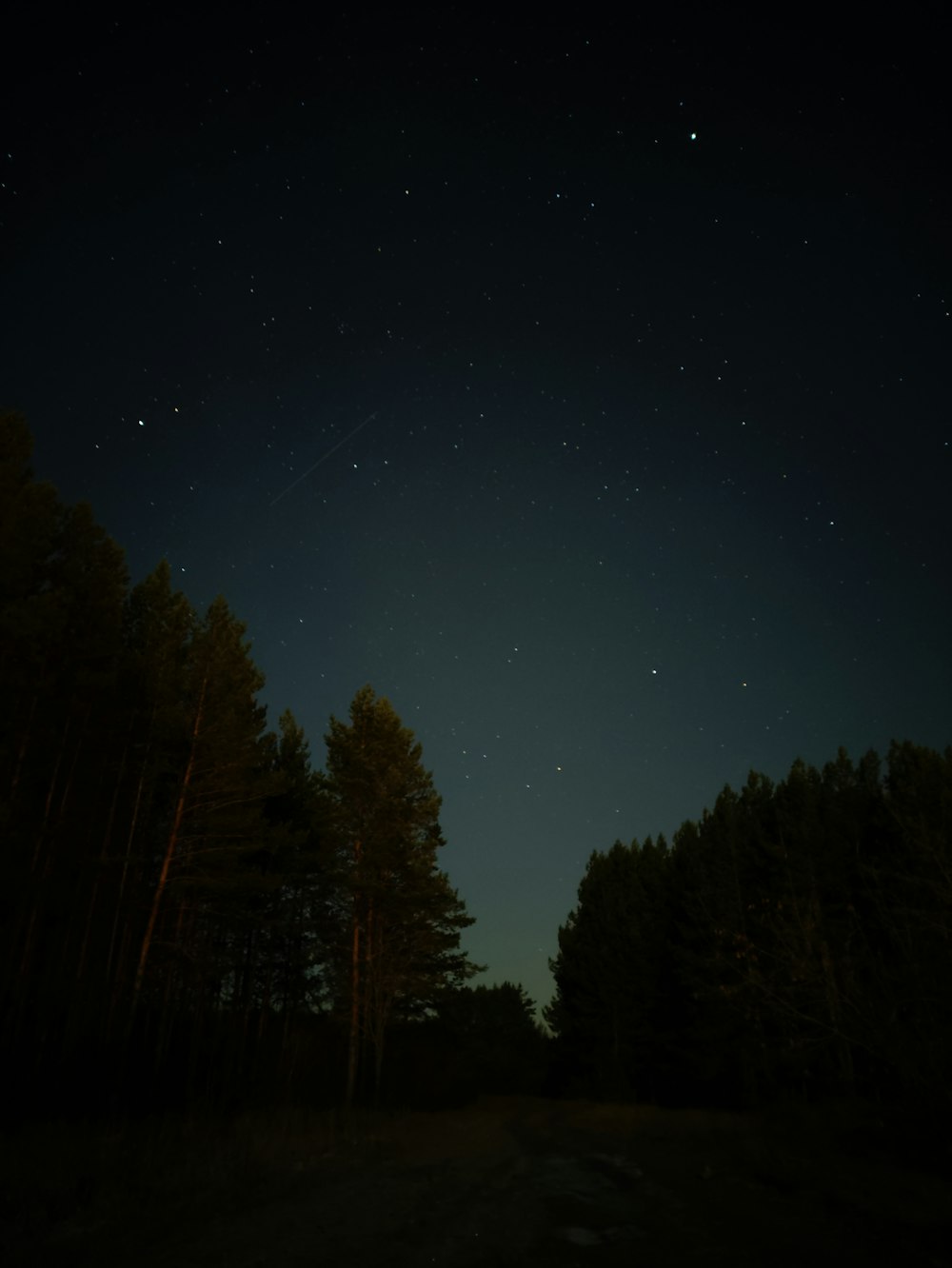 green trees under starry night