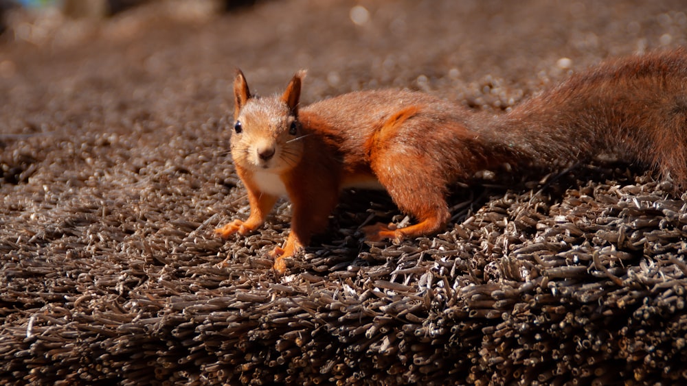 brown squirrel on gray ground during daytime
