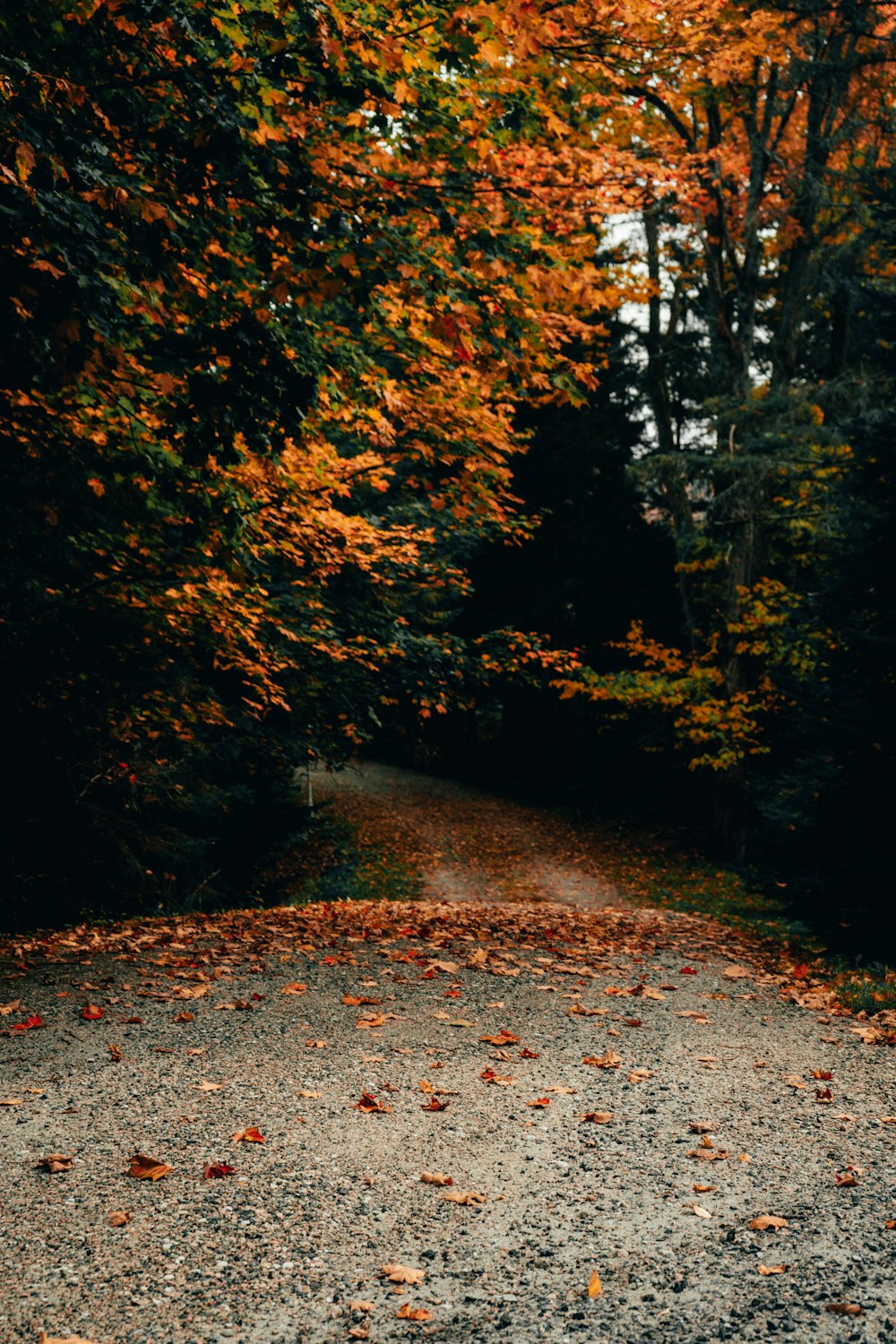 gray concrete road between green trees during daytime