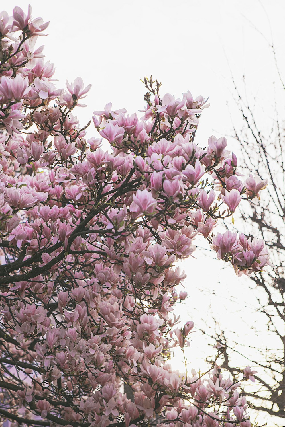 pink cherry blossom tree during daytime