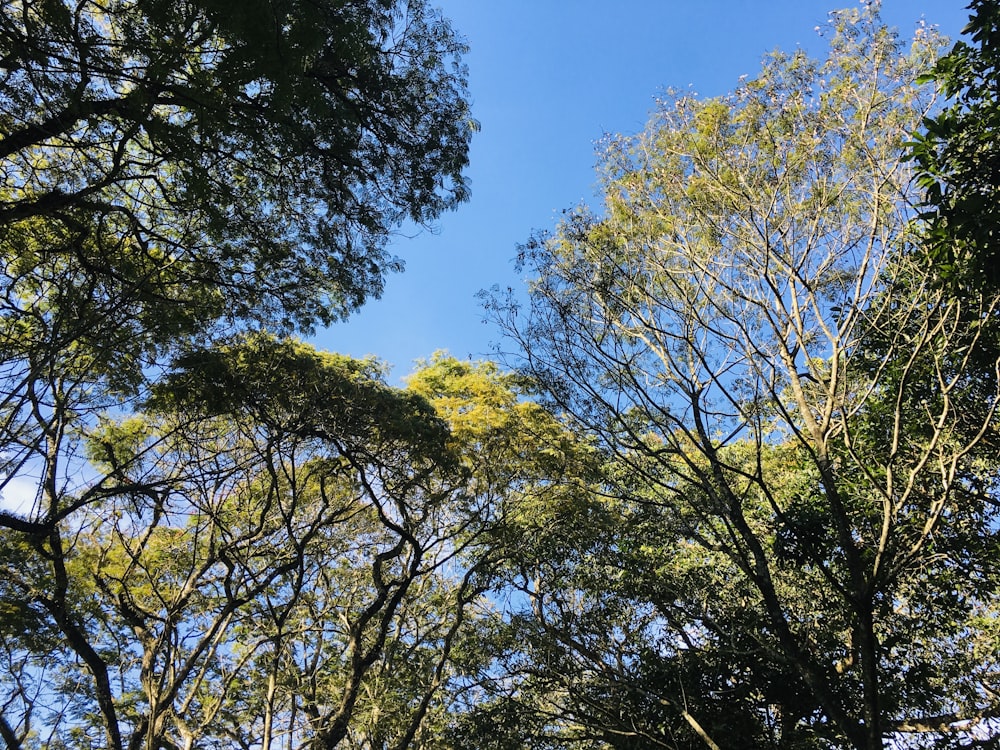 green trees under blue sky during daytime