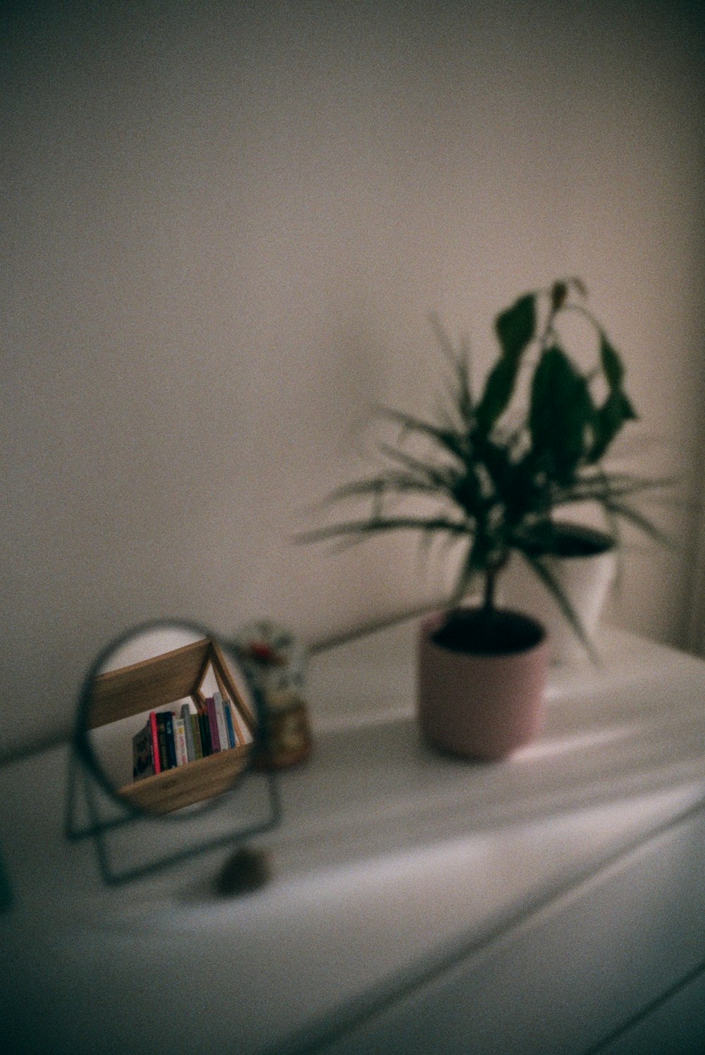 green plant on white ceramic pot