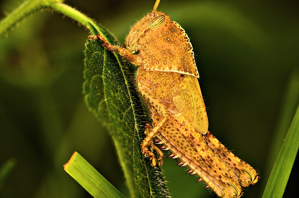 brown grasshopper perched on green leaf in close up photography during daytime