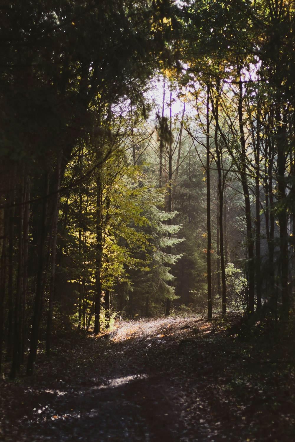 green trees on brown soil