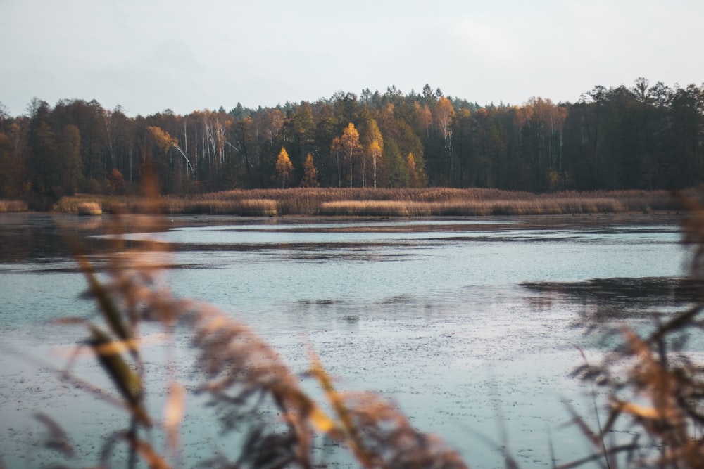 brown trees beside body of water during daytime