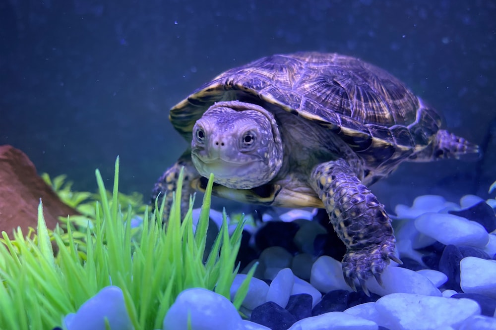 brown and black turtle on water