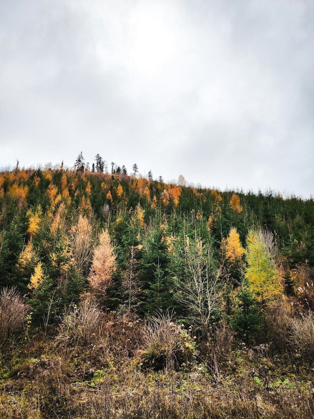 green and brown trees under white clouds during daytime