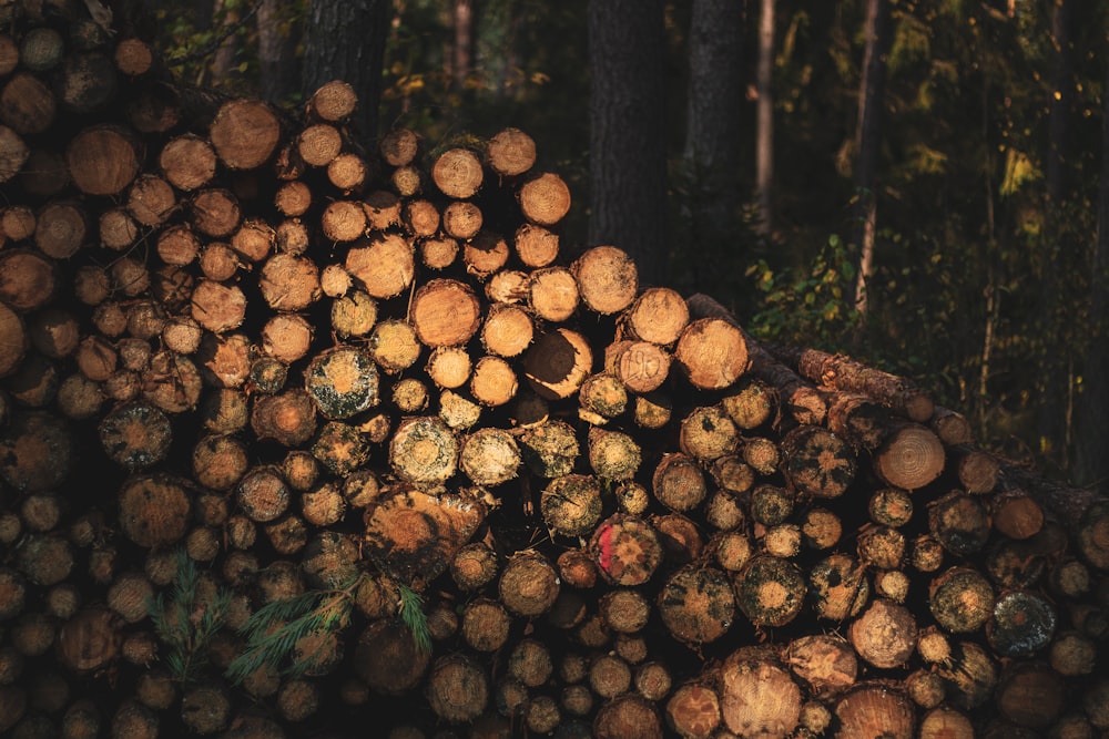 brown tree logs on forest during daytime