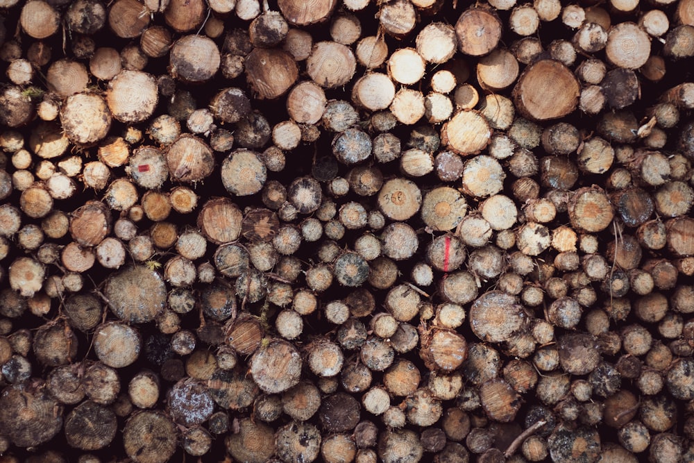 pile of brown tree logs