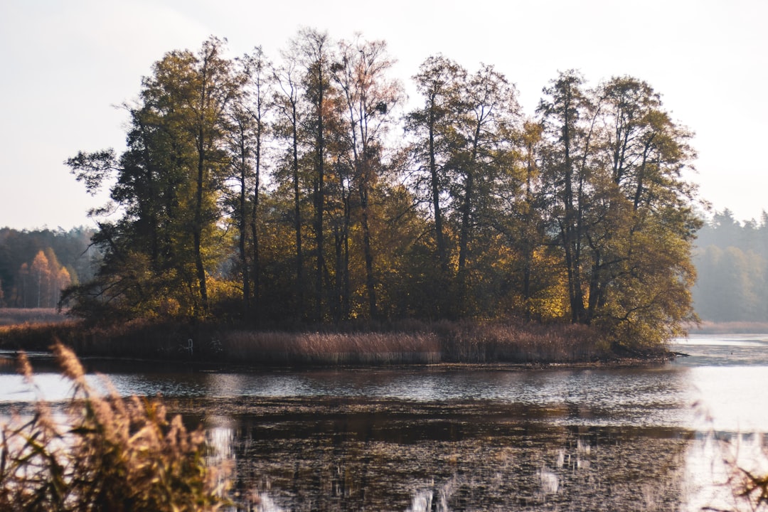 green trees beside river during daytime