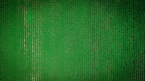 Durable Sage Green Carpet