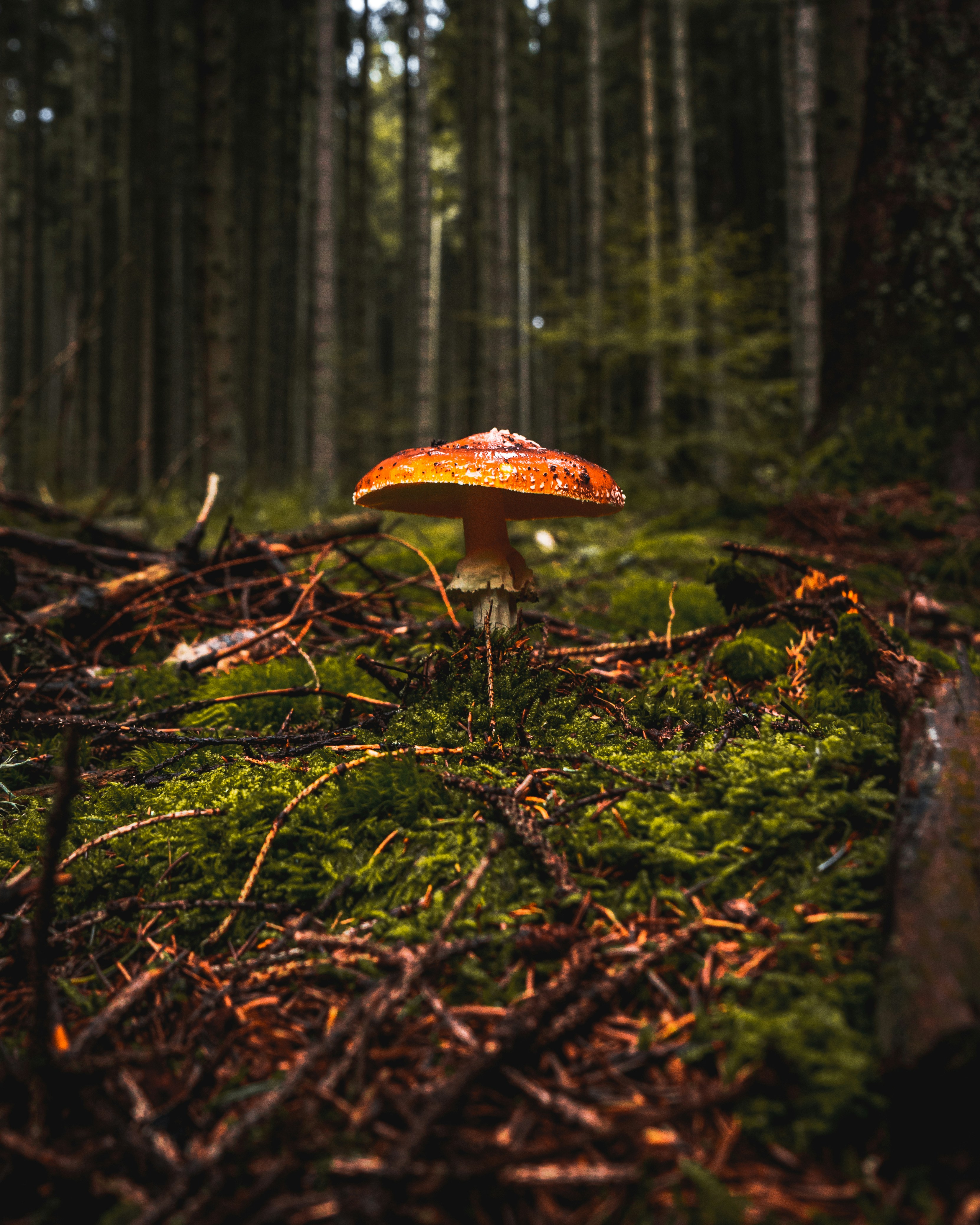 champignon brun et blanc sur herbe verte
