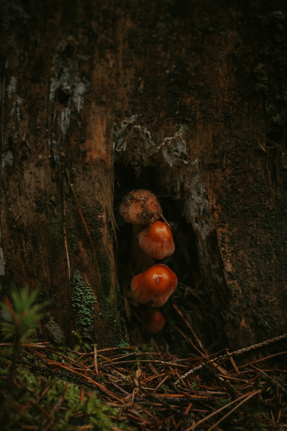 brown round fruit on brown tree trunk