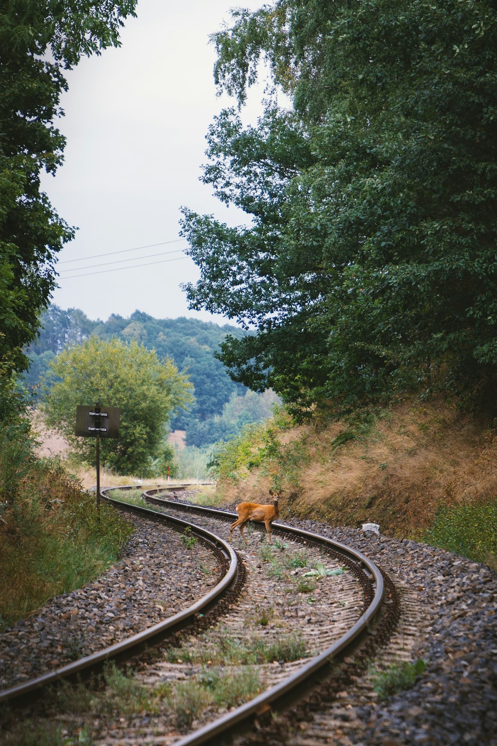 Perro marrón en la barandilla del tren