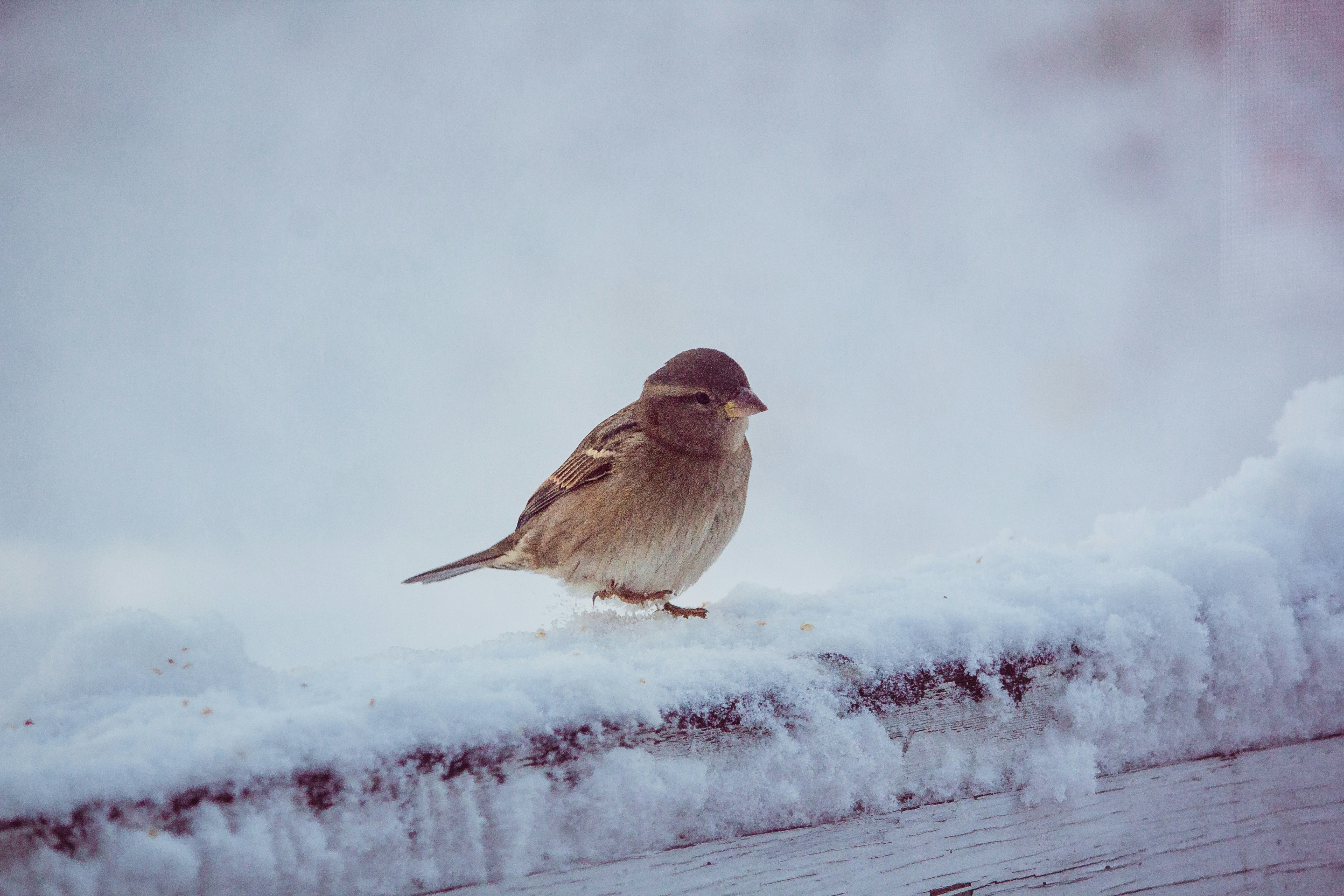 Photo by bonniekdesign