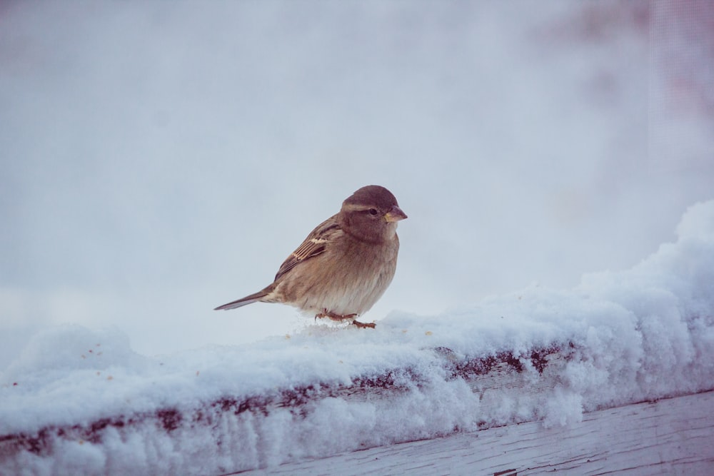 brown bird on snow covered ground