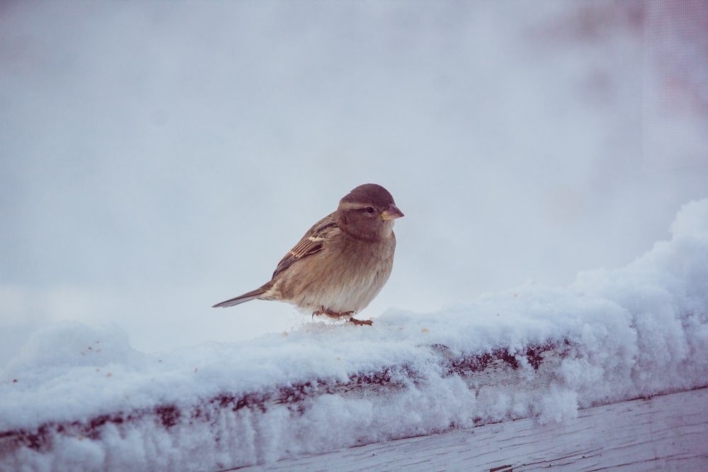 pássaro marrom no chão coberto de neve
