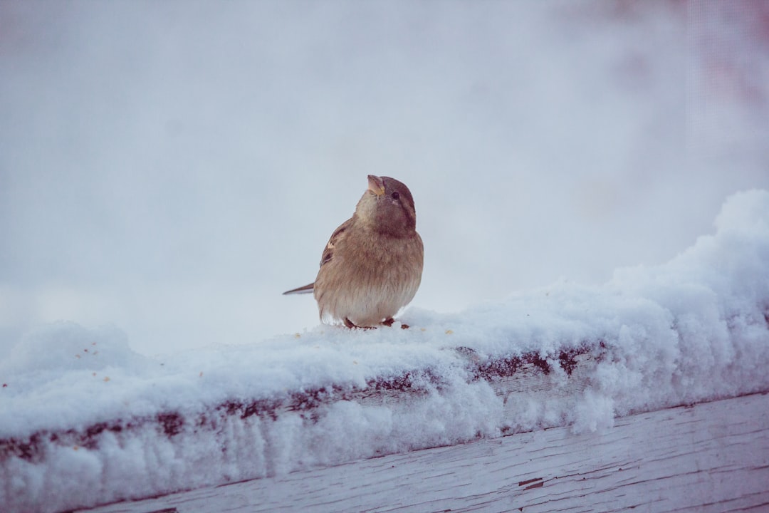 brown bird on snow covered ground