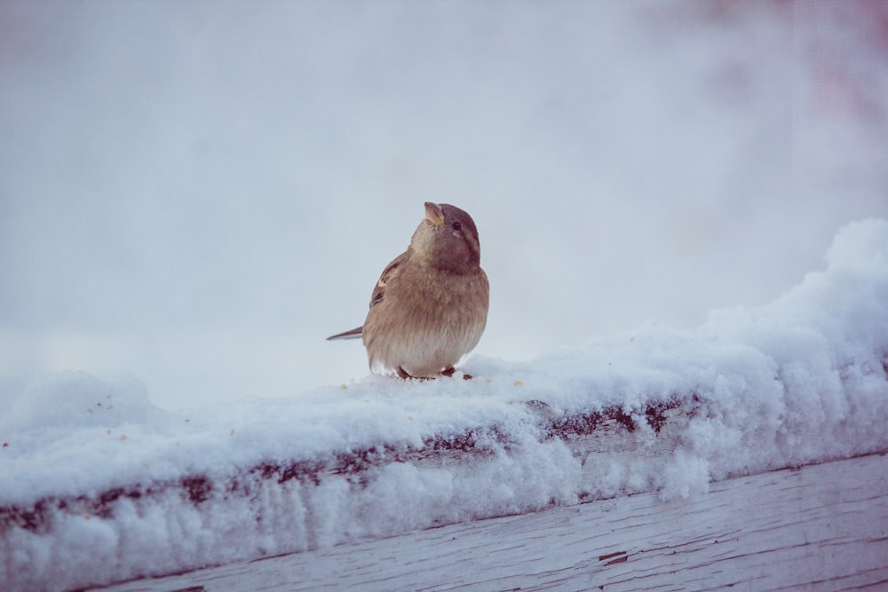 pássaro marrom no chão coberto de neve