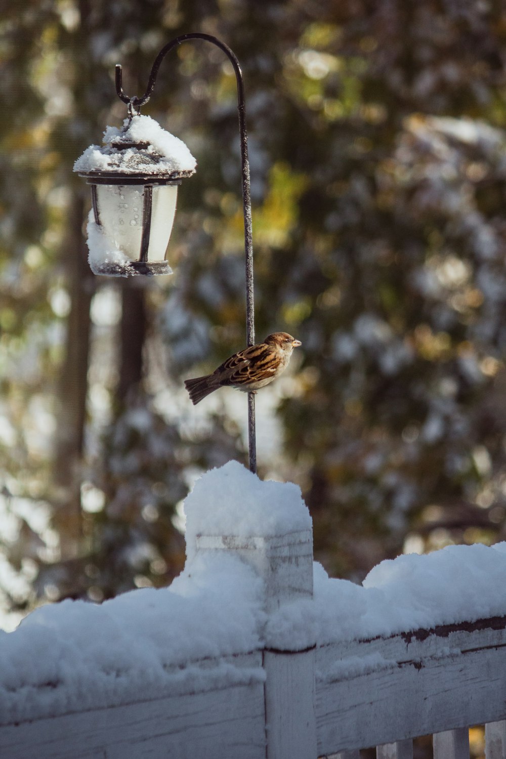 pájaro marrón en la rama de un árbol cubierta de nieve blanca durante el día