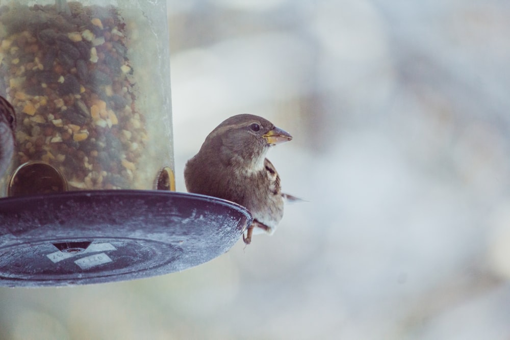 brown bird on black round plate