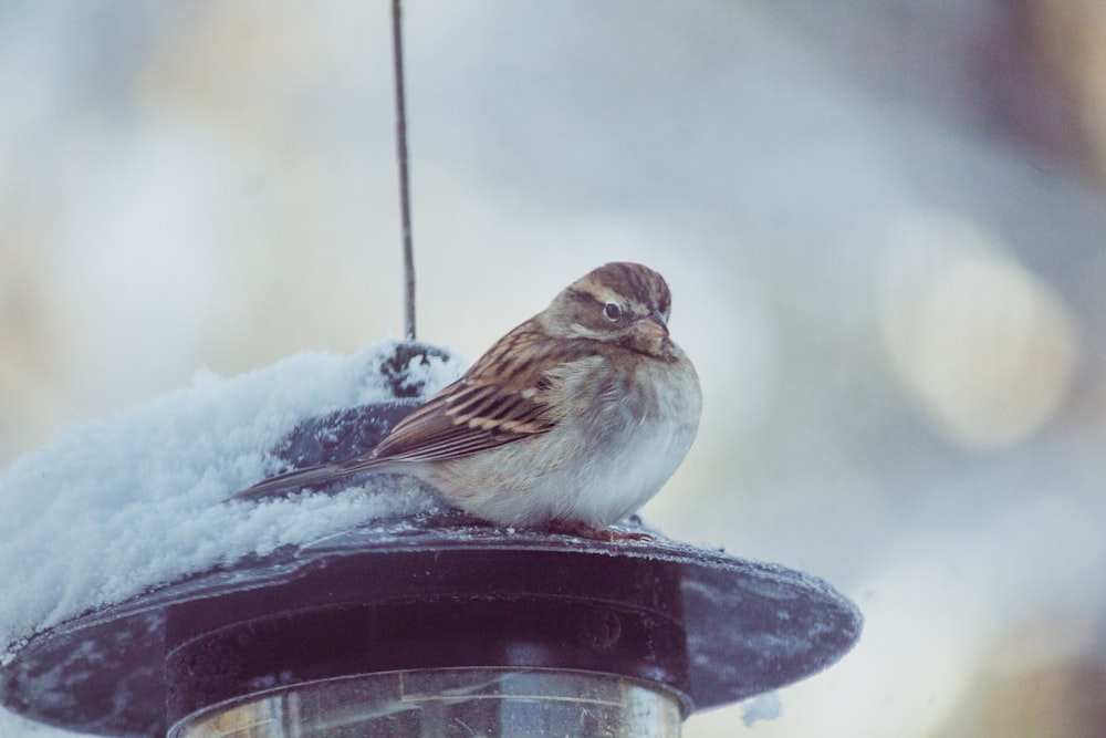 brown and white bird on black round container