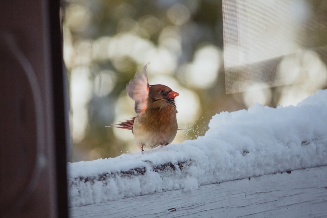 brown bird on white snow during daytime