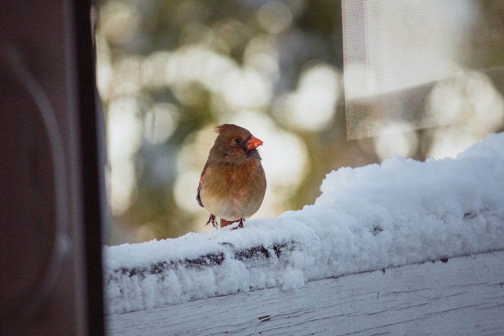 brown and white bird on white snow