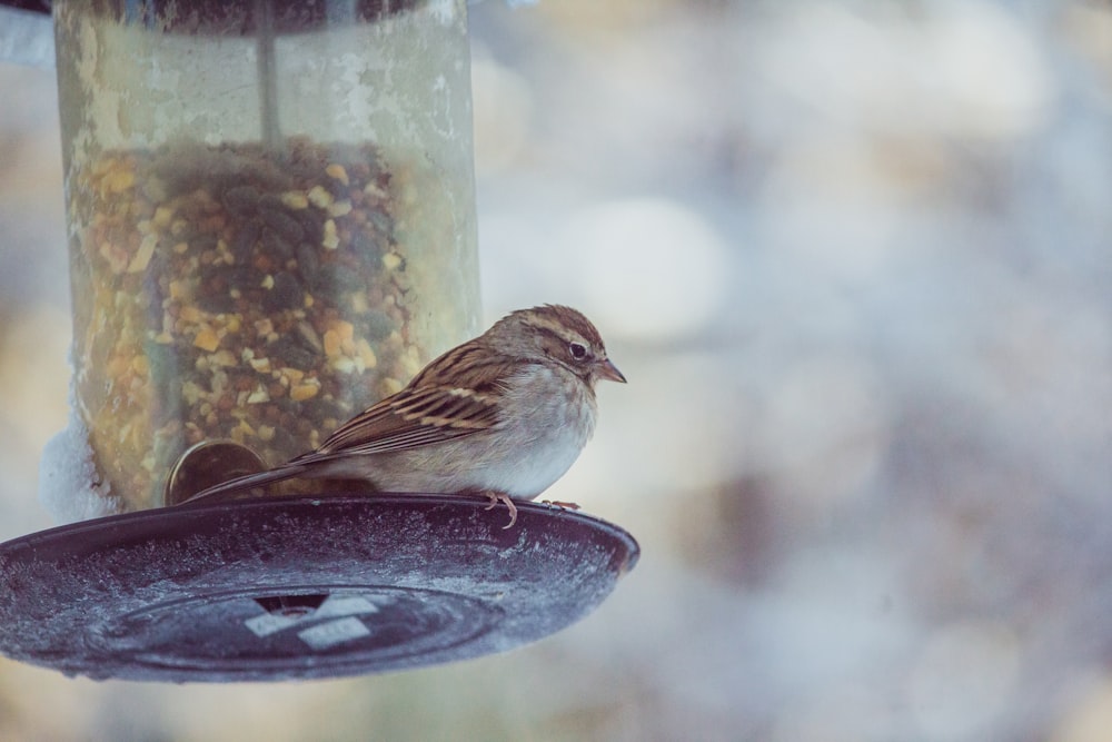 brown and white bird on black and white bird feeder