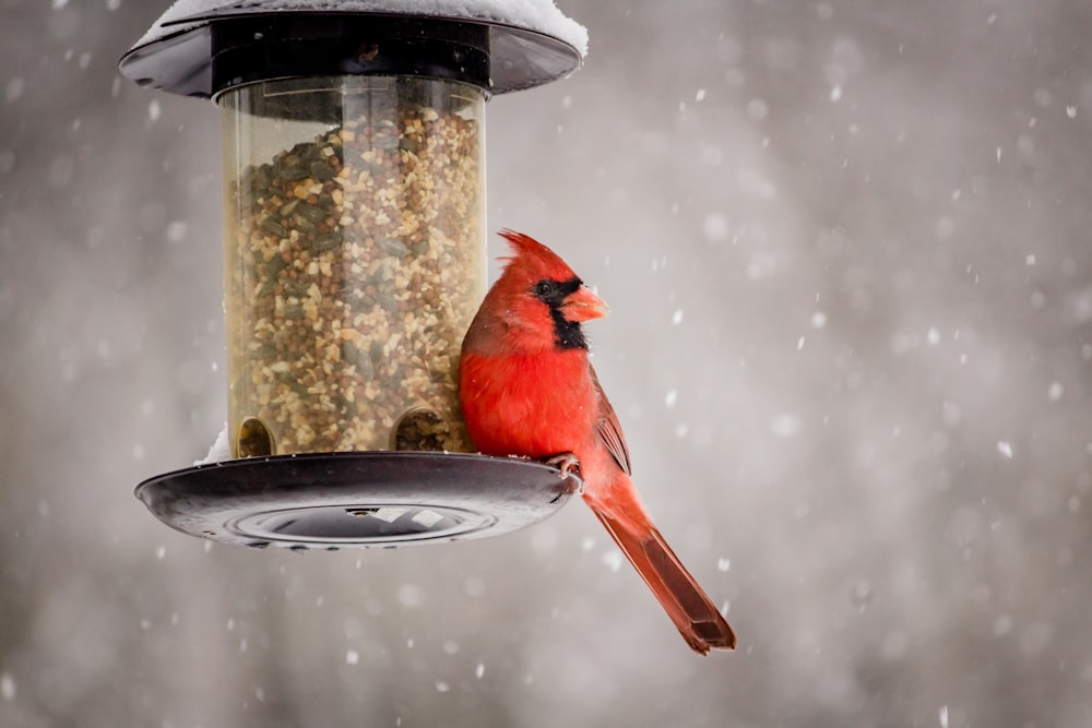 Oiseau cardinal rouge sur mangeoire à oiseaux noir et blanc