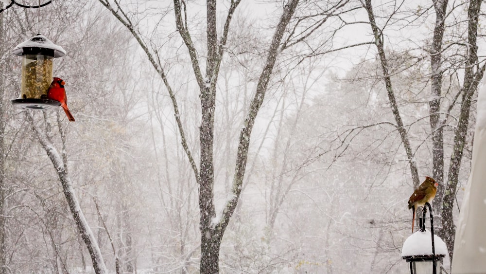 árvore sem folhas coberta de neve