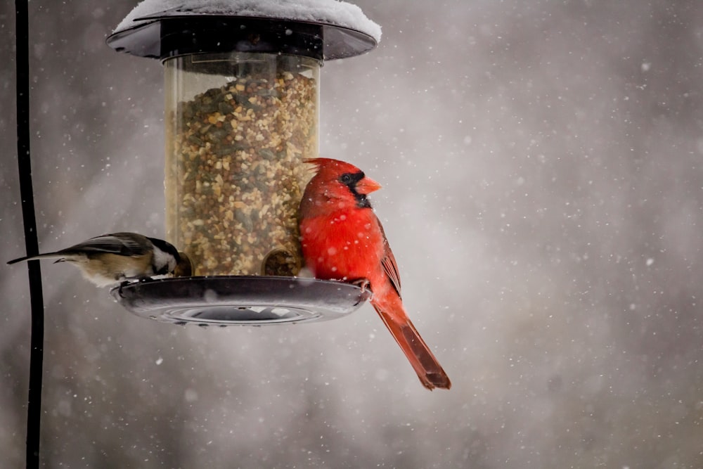 Uccello cardinale rosso appollaiato sulla mangiatoia per uccelli in metallo nero