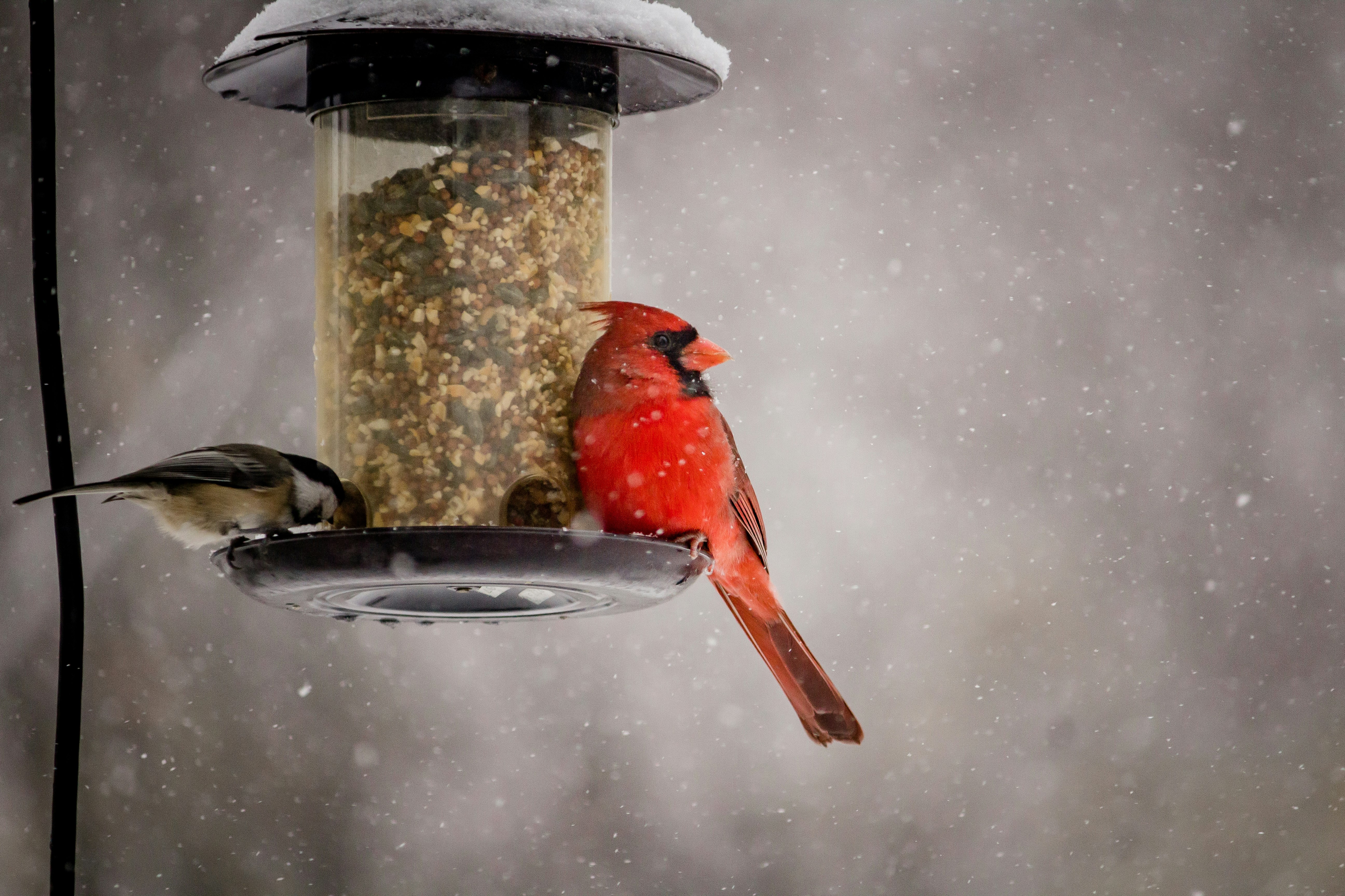red cardinal bird perched on black metal bird feeder