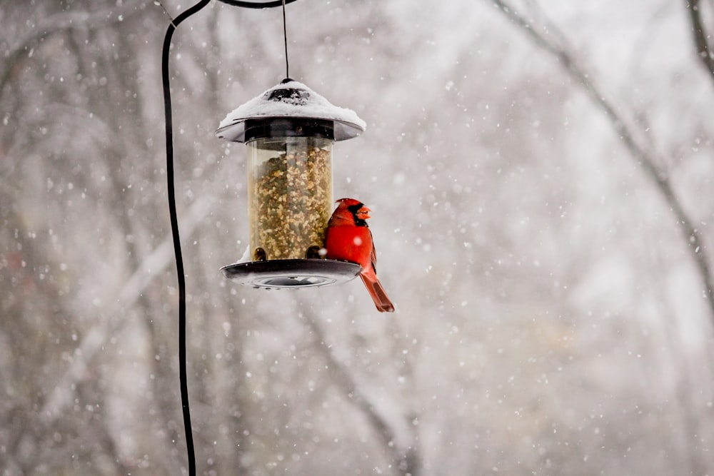 red and yellow bird on yellow bird feeder