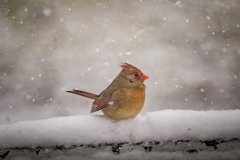 uccello marrone su terreno coperto di neve