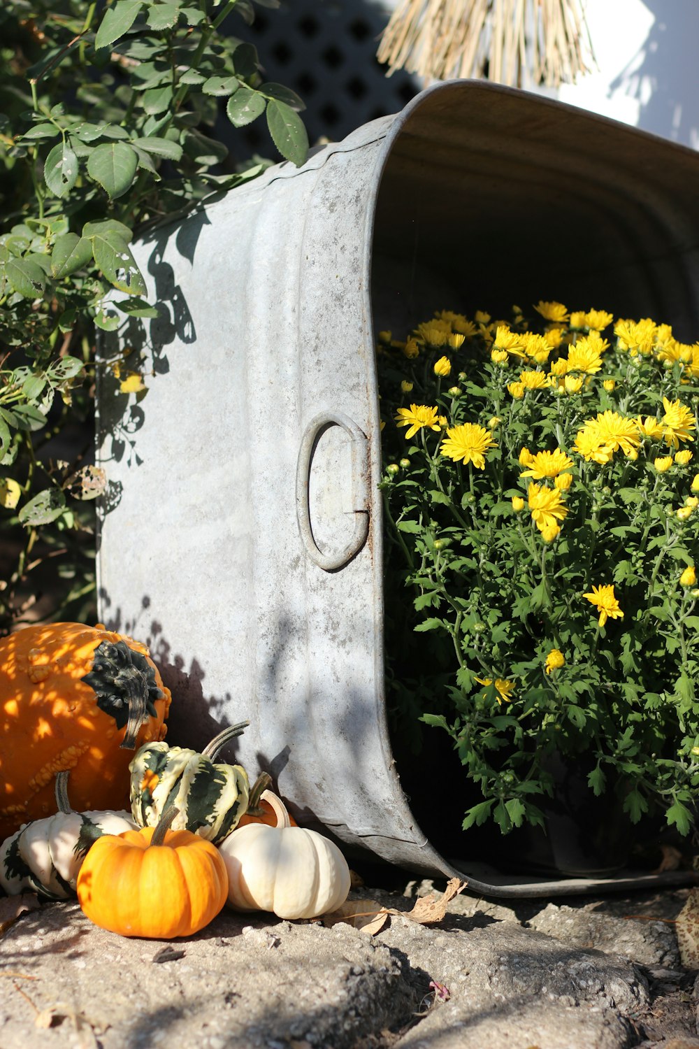 yellow flowers on gray concrete wall