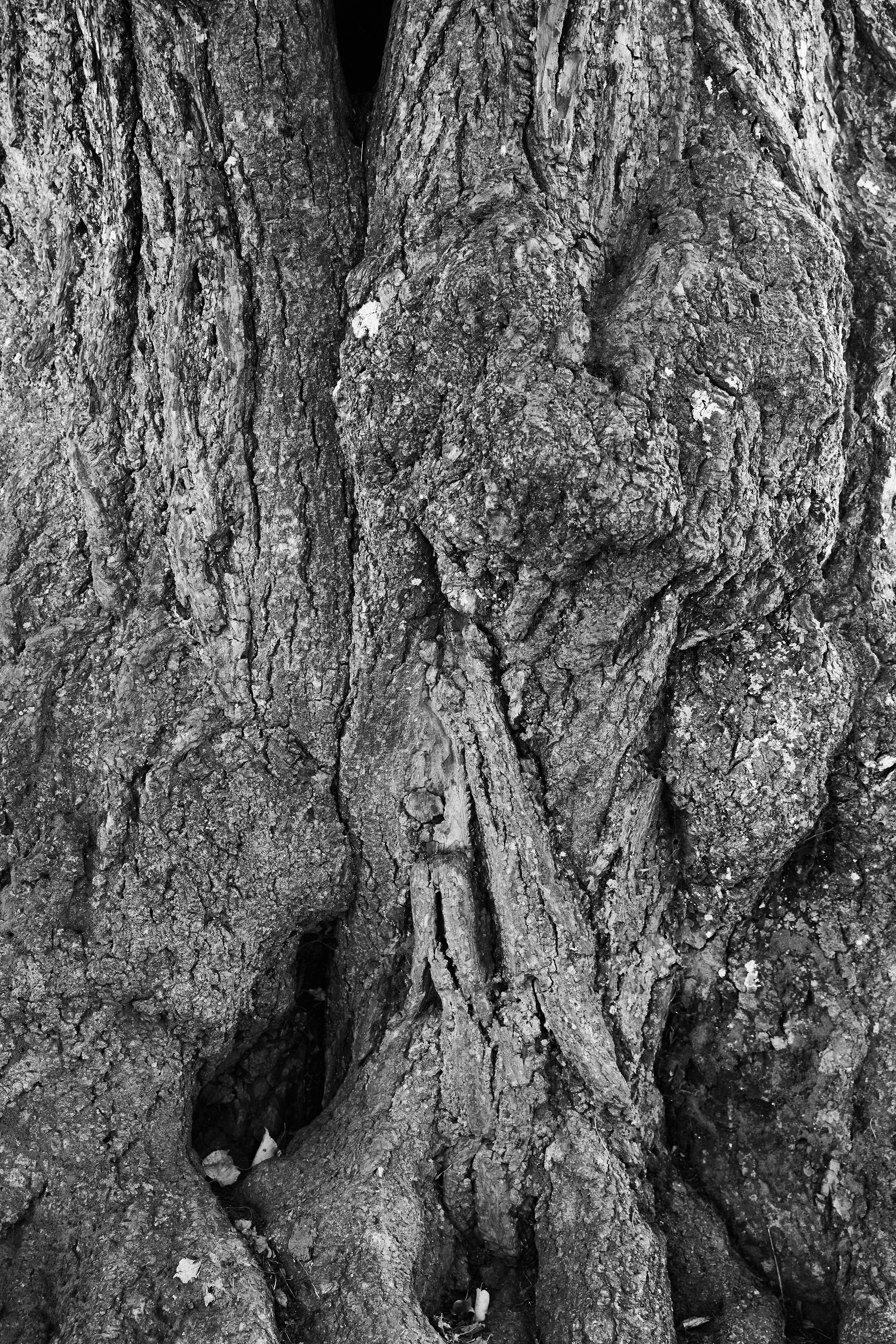 Photo by wolfgang_hasselmann