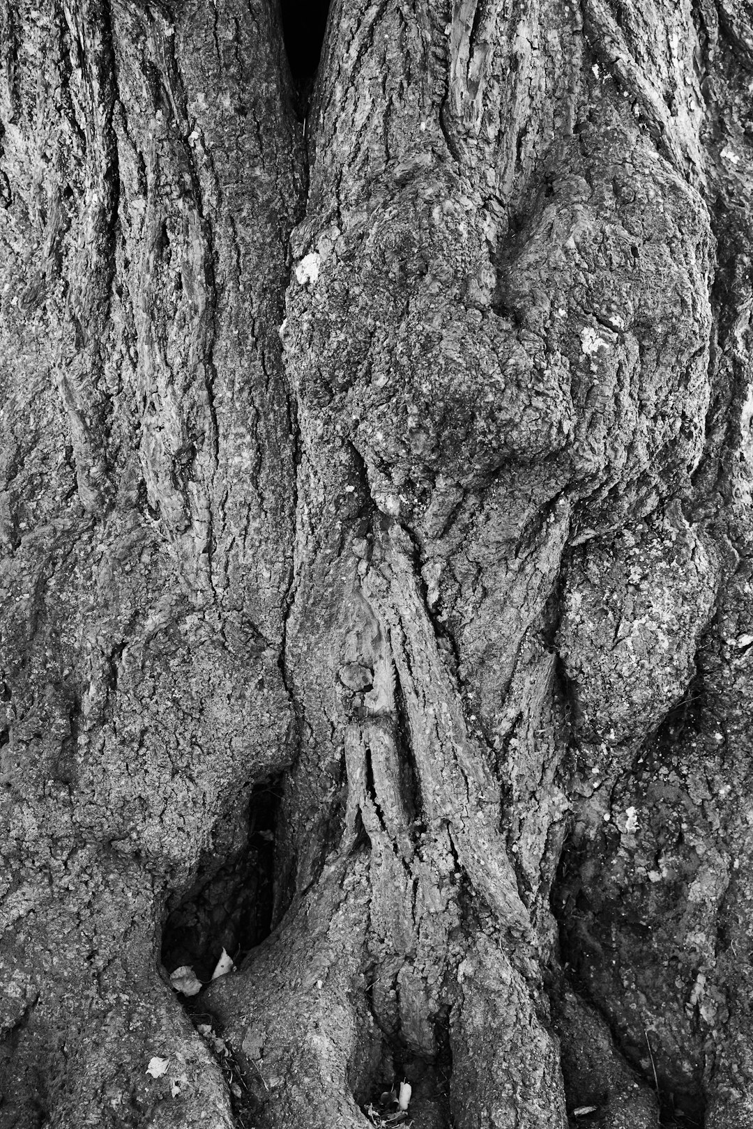 grayscale photo of a tree trunk