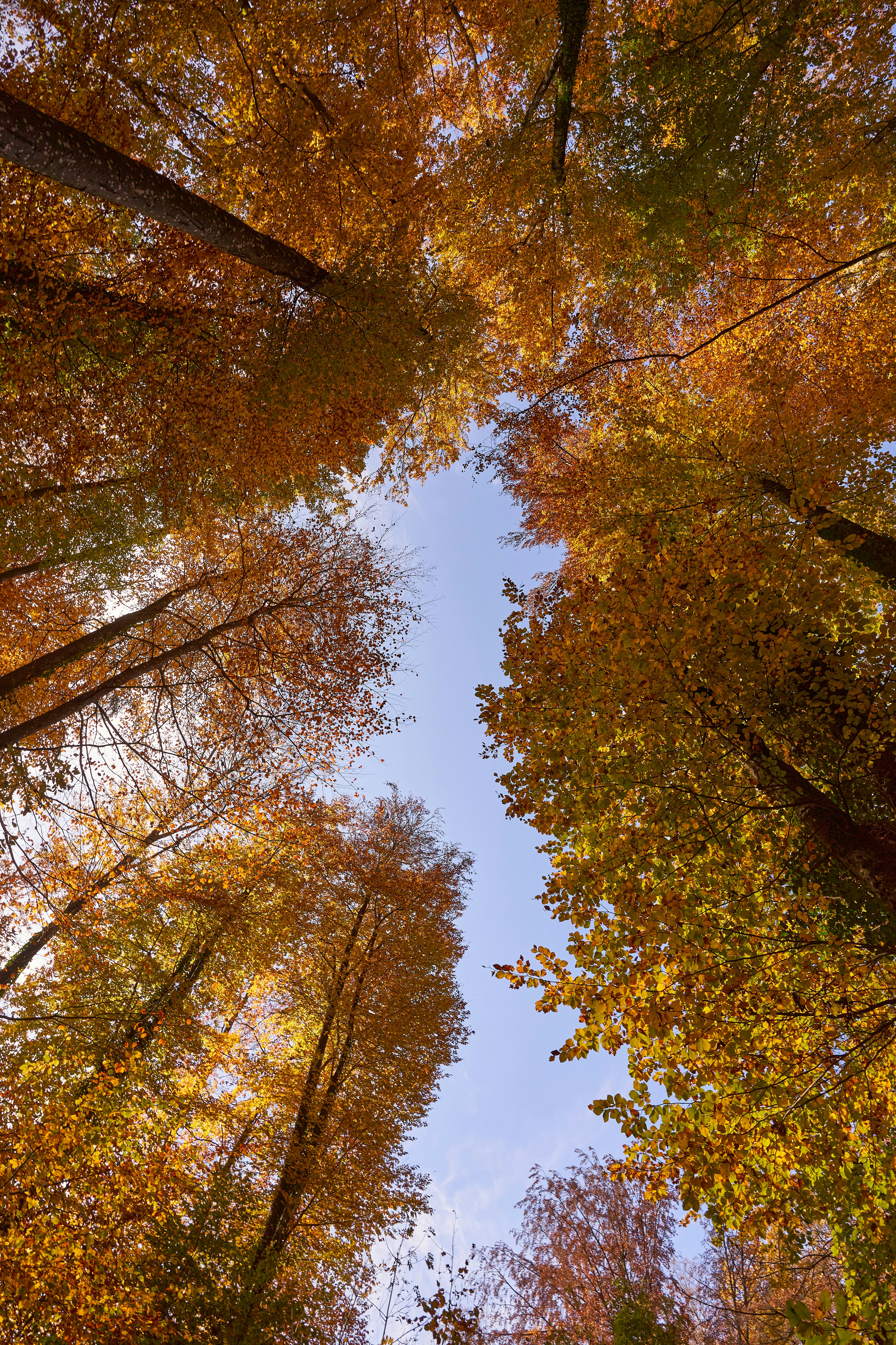 Photo by wolfgang_hasselmann